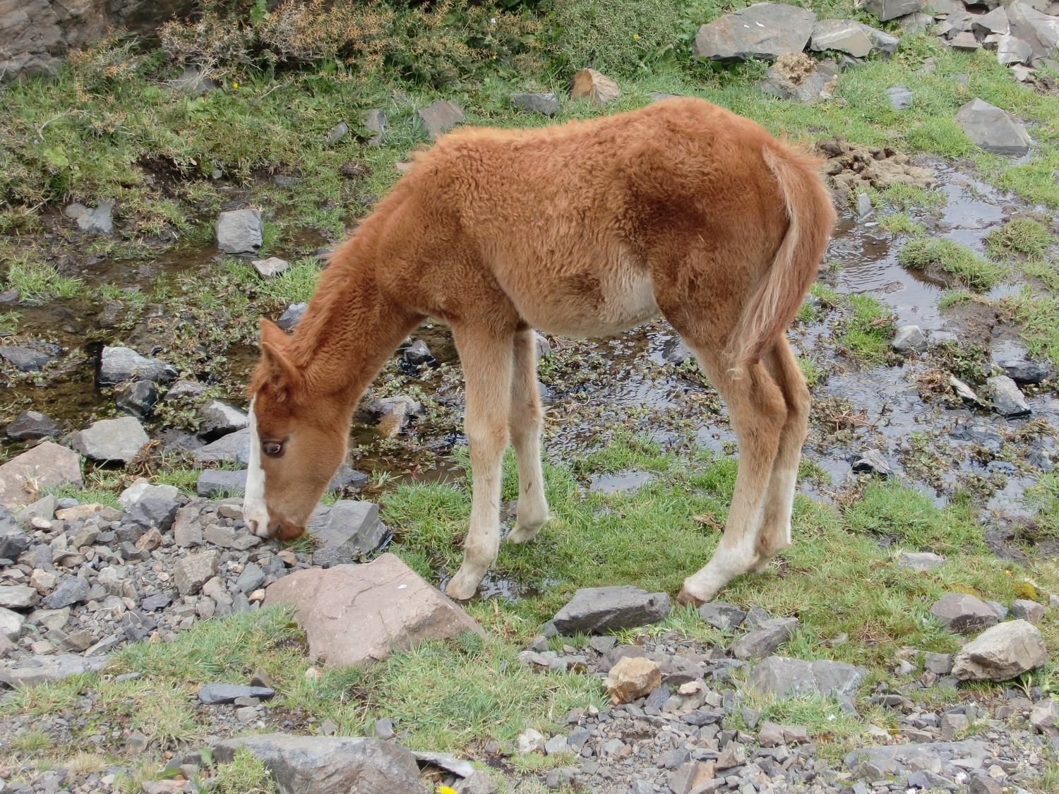 Half wild foal on the slope of the Cerro Arenales